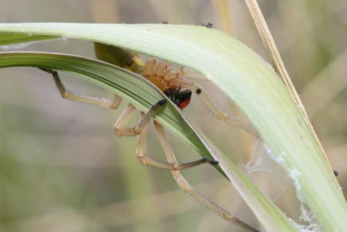 Cheiracanthium sp.